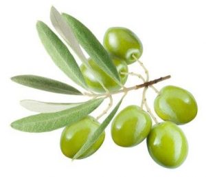 Листья оливы (Olive leaf)