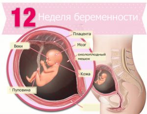 12 недель беременности