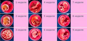 Развитие эмбриона по неделям