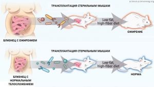 Микробиота и ожирение