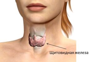 Щитовидной железы